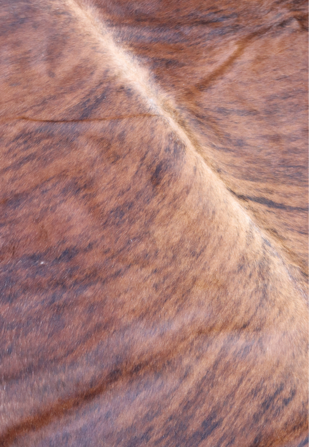 Hide & Leather House Cowhide Rug