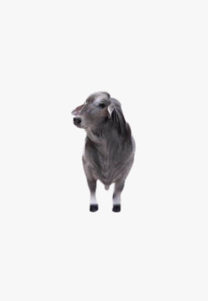 Little Buster Toys Brahman Bull
